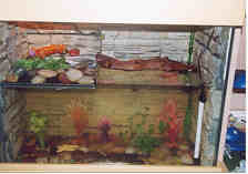 aquarium setup