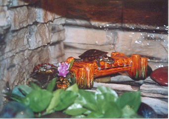 Baby Eastern Painted Turtles
