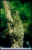 Acanthosaura