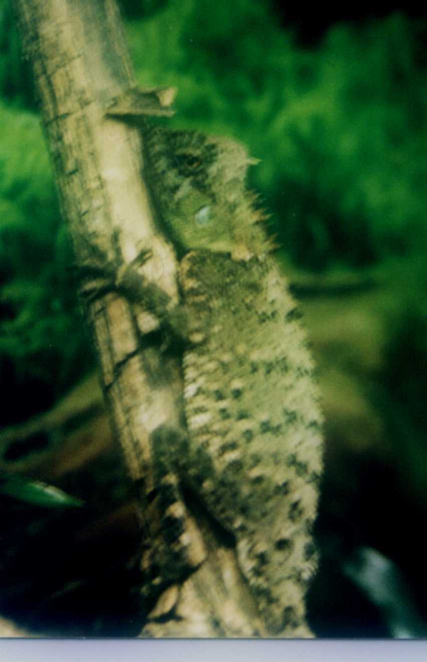 Acanthosaura