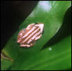 Afrixalus(sp?)2
