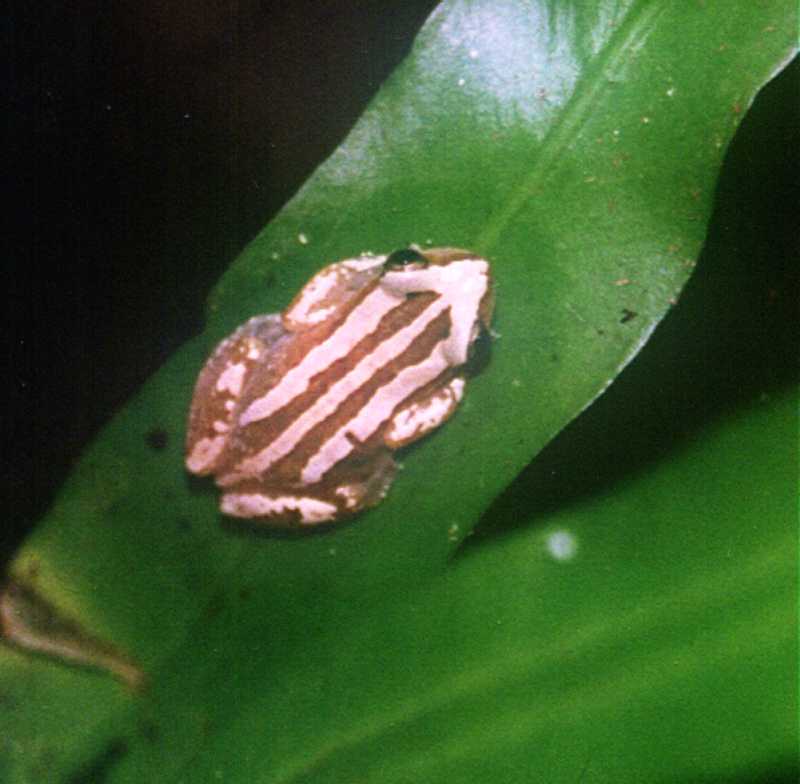 Afrixalus(sp?)2