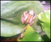 Afrixalus(sp?)