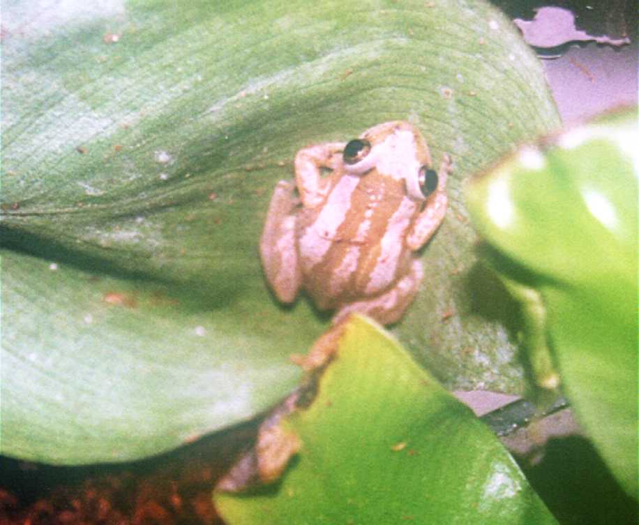 Afrixalus(sp?)