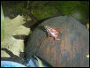 Epipedibates tricolor(gravid female)