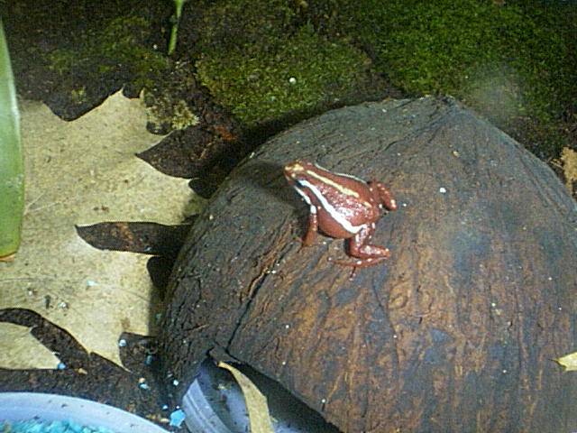 Epipedibates tricolor(gravid female)