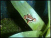 Epipedibates tricolor