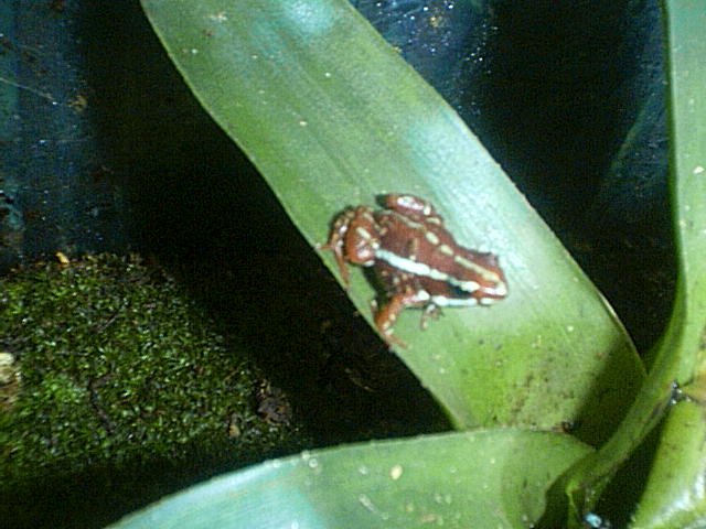 Epipedibates tricolor