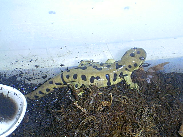 Ambystoma tigrinum tigrinum