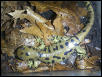 Ambystoma tigrinum tigrinum