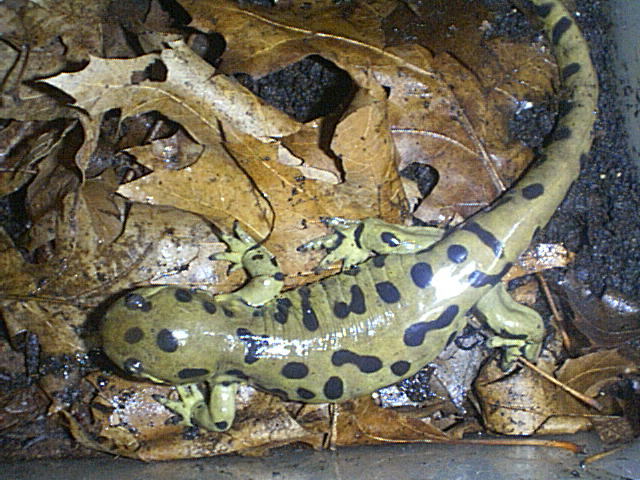 Ambystoma tigrinum tigrinum