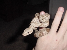 Nova making a pose.