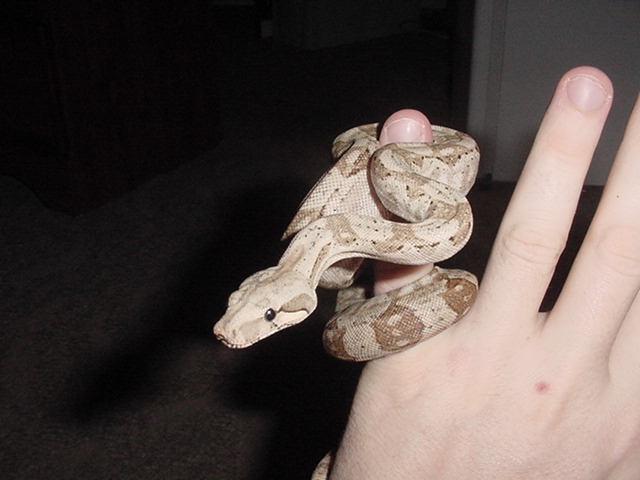 Nova making a pose.