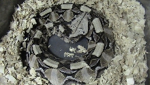 Bitis Gabonica Gabonica