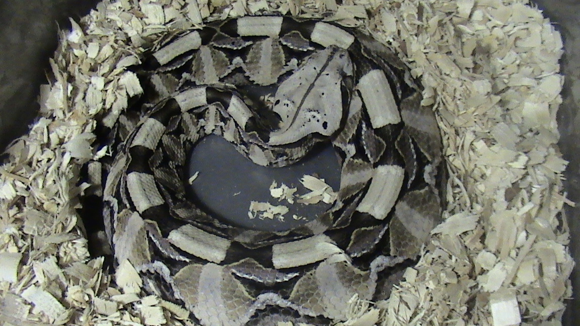 Bitis Gabonica Gabonica
