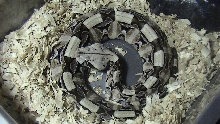 Bitis Gabonica Gabonica