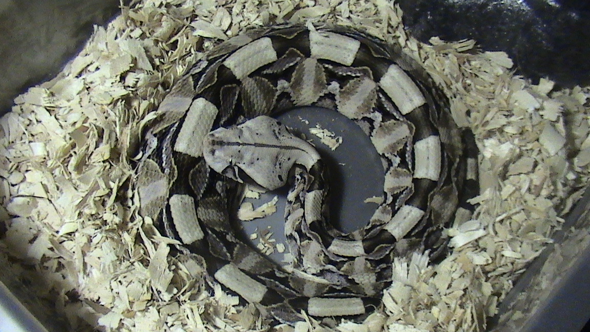 Bitis Gabonica Gabonica