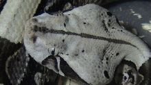 Bitis Gabonica Gabonica