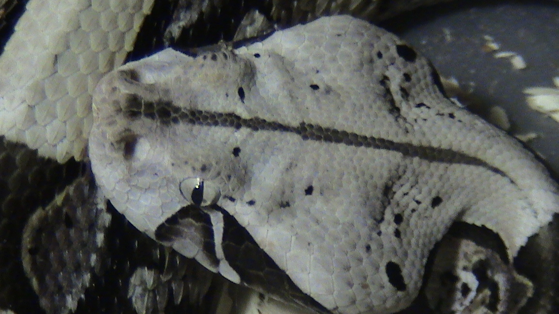 Bitis Gabonica Gabonica