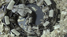 Bitis Gabonica Gabonica