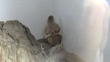 Formosa 6