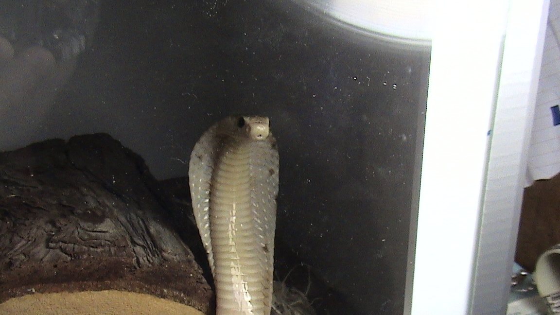 Formosa Cobra