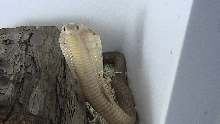 Formosa 2