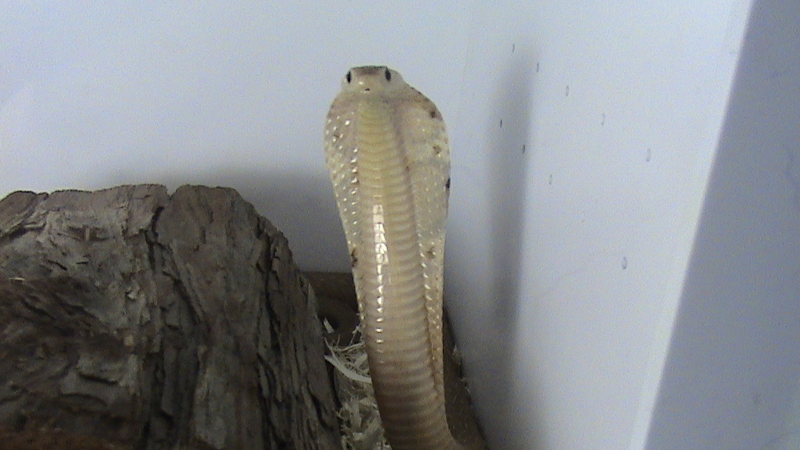 Formosa 3