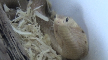 Formosa 4