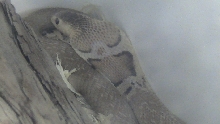 Formosa 5