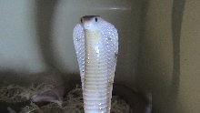 My male formosa cobra