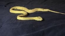 My eyelash viper