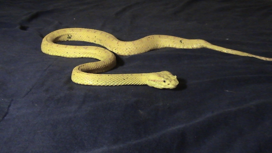 My eyelash viper