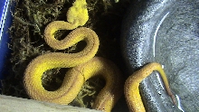 New 1.0 Eyelash Viper