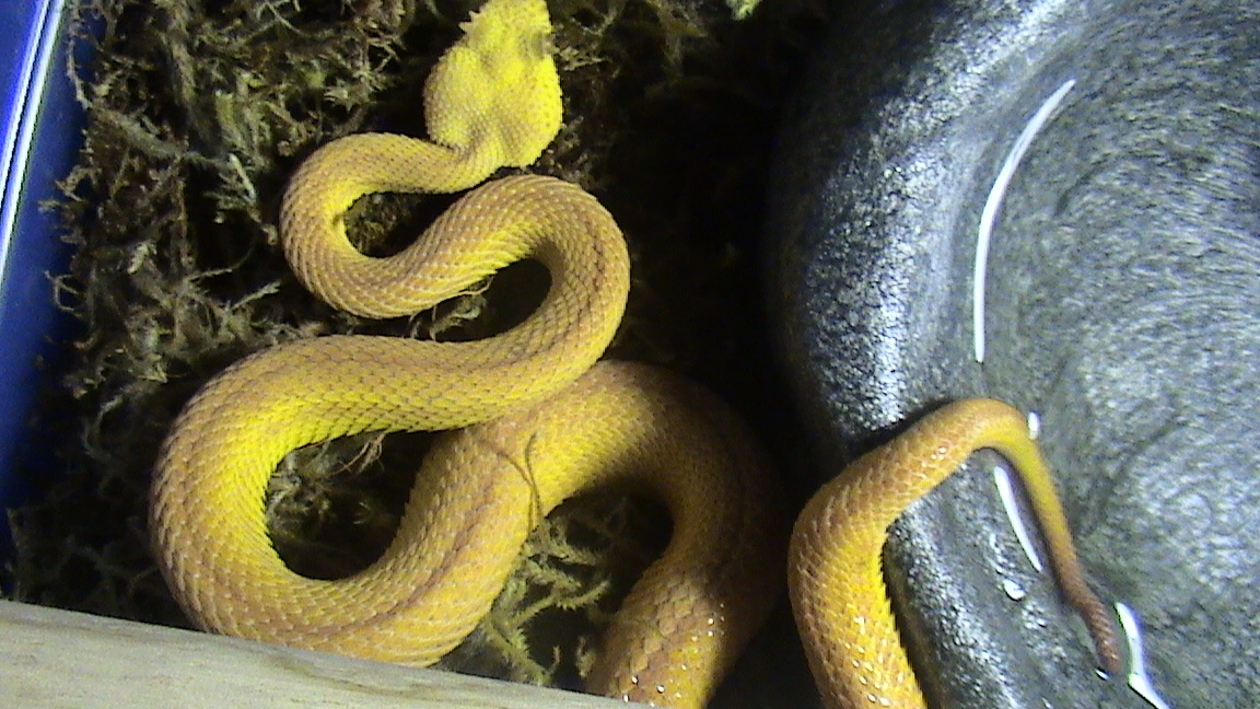 New 1.0 Eyelash Viper