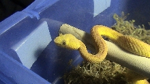 1.0 Eyelash Viper