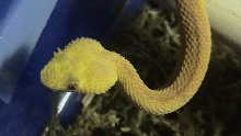 Another shot of 1.0 Eyelash viper