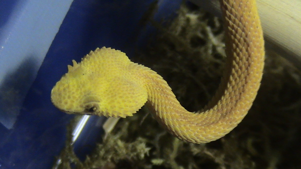 Another shot of 1.0 Eyelash viper