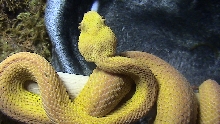 1 more of him