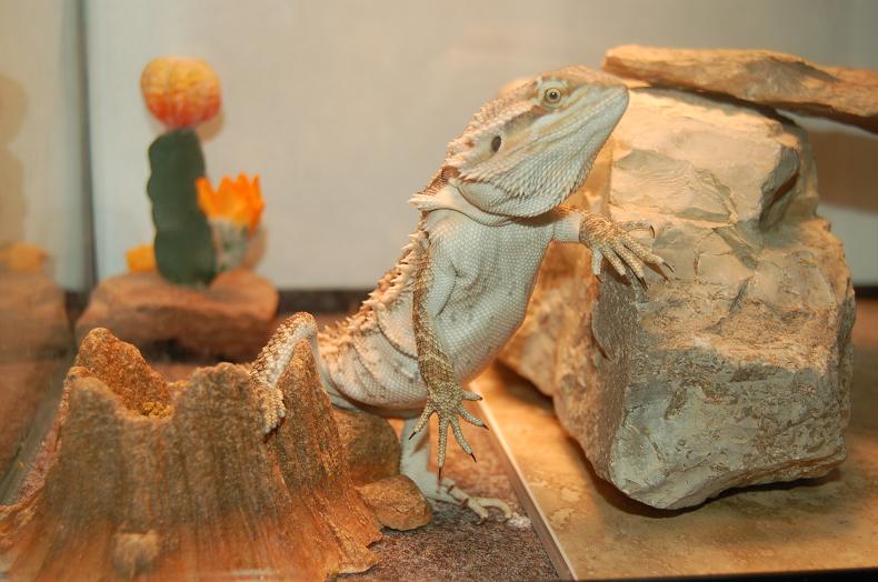 Bowser