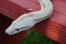 Hypo Hogg Island Boa