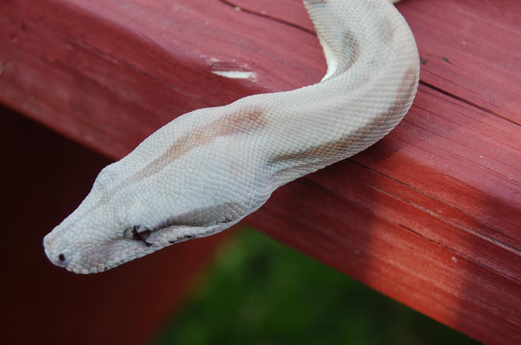 Hypo Hogg Island Boa