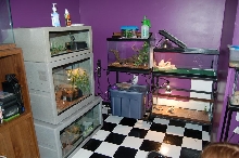Some of the tanks