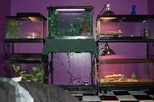 Some of our tanks