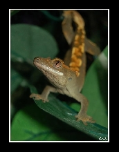 Irwin