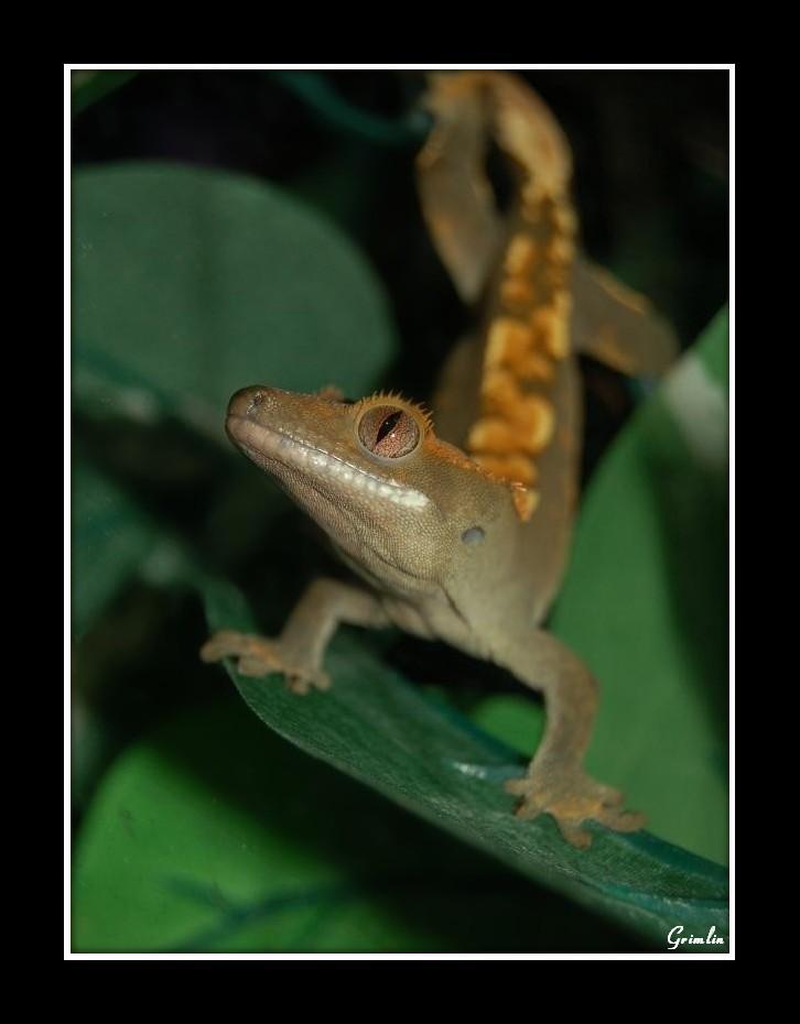 Irwin