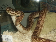 Scooter, the newest male in the house.