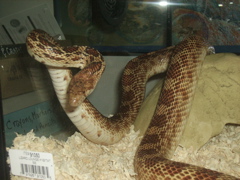 Scooter, the newest male in the house.