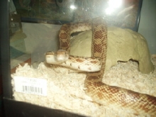 Scooter and his new home.