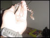Hatchling Red Chicken